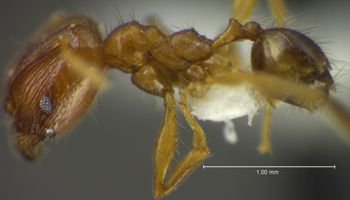 Media type: image;   Entomology 34161 Aspect: habitus lateral view